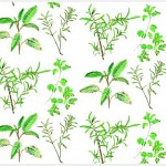 Spoonflower design with watercolor and black walnut ink drawings of sage, rosemary, thyme and oregano.